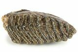 Fossil Juvenile Woolly Mammoth Molar - Siberia #259868-2